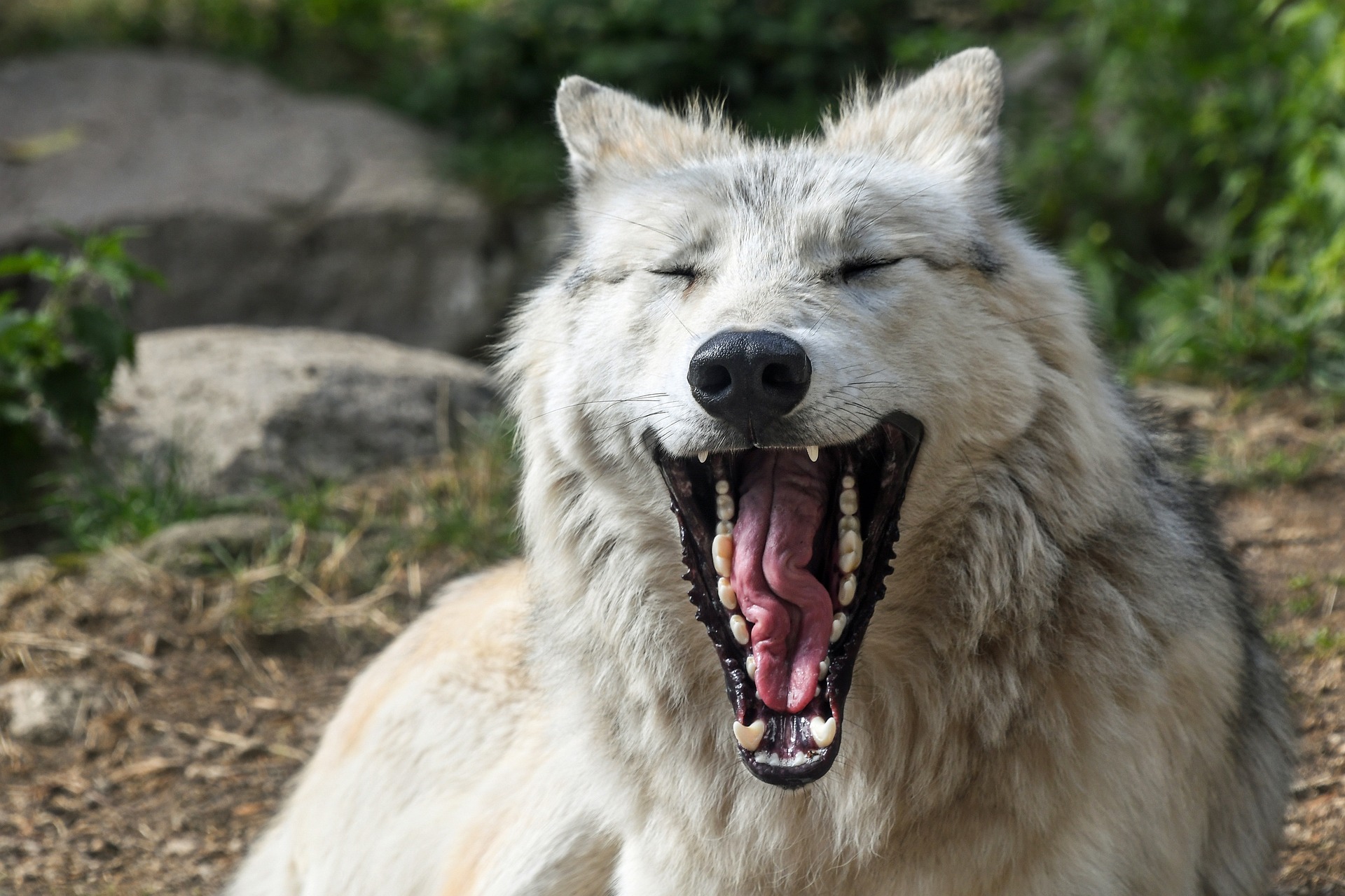 Wolf met opengesperde kaak